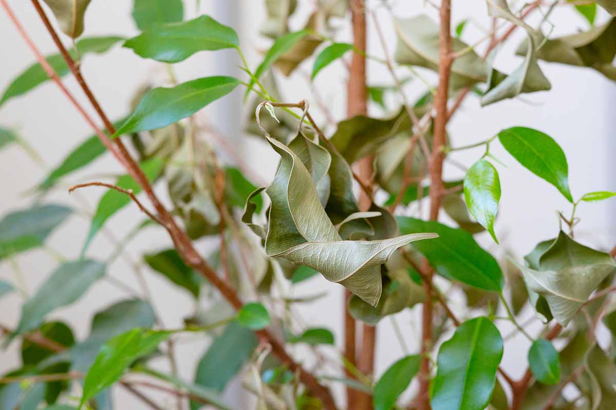 A horizontal photo of a ficus with several dried leaves on the branch in the foreground and new sprouts on the plant in the background.