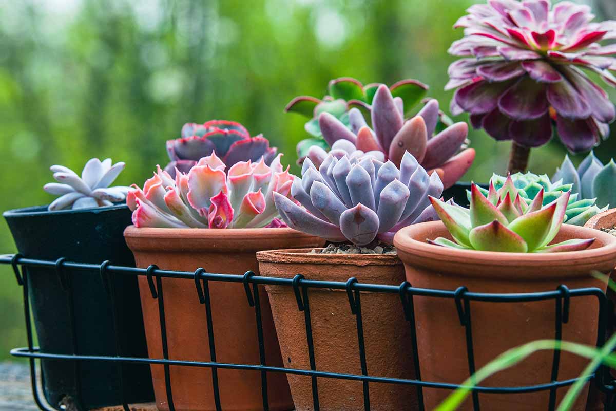 A horizontal image of different types of echeveria plants growing in terra cotta pots pictured on a soft focus background.