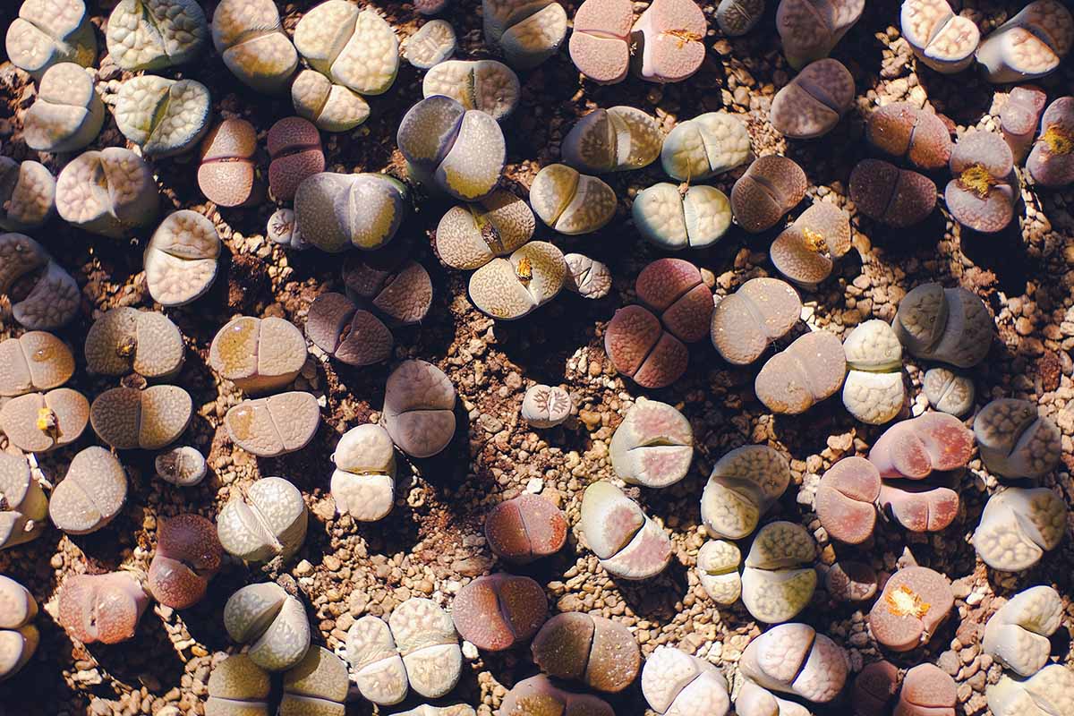 A top down image of a large number of living stones growing in rocky soil outdoors.