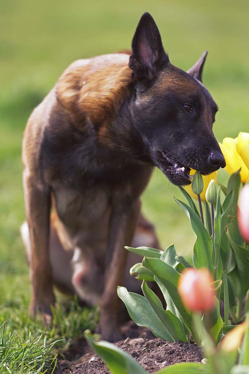 A close up vertical image of a Belgian shepherd dog munching on tulip flower buds.