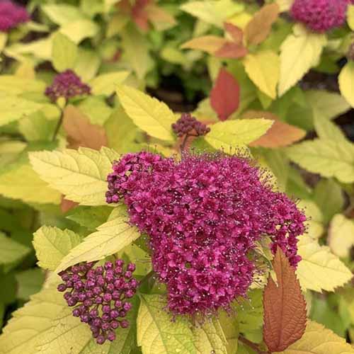 A close up square image of a pink flower and yellow foliage of Spiraea japonica Double Play Candy Corn.