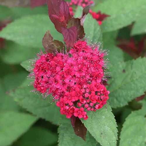 A close up square image of the red flowers and green foliage of Spiraea japonica Double Play Doozie growing in the garden.
