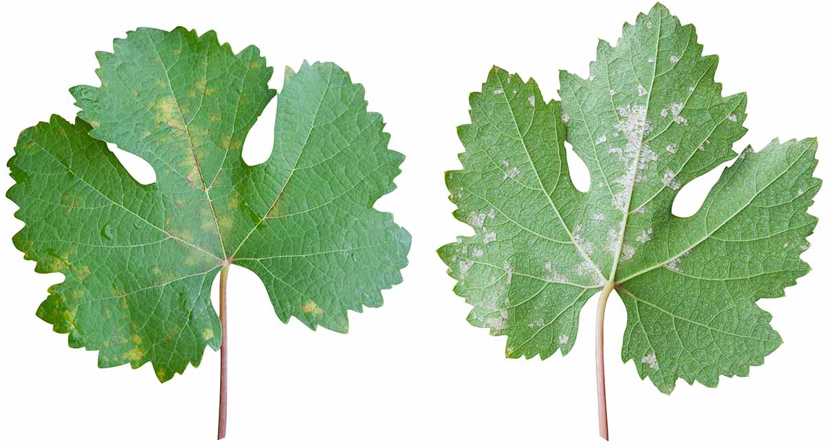 A close up horizontal image of the symptoms of downy mildew on the top and bottom of a grape leaf, isolated on a white background.
