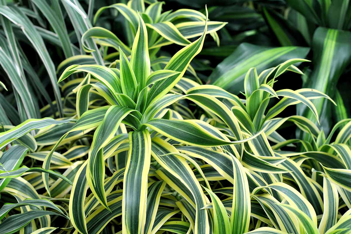 A close up horizontal image of the variegated foliage of a dracaena plant.