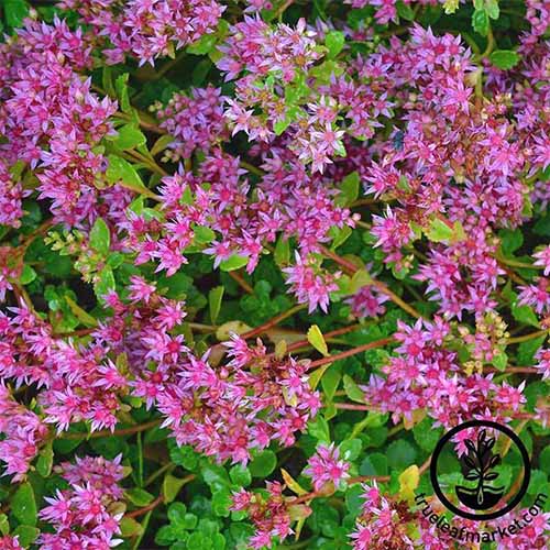 A square image of 'Dragon's Blood' sedum growing in the garden. To the bottom right of the frame is a black circular logo with text.