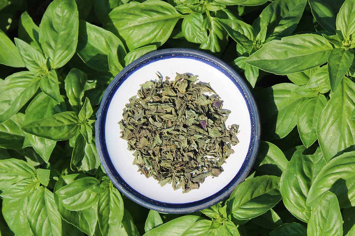 A horizontal image of a bowl filled with dried basil set on a dark surface with fresh leaves scattered around.
