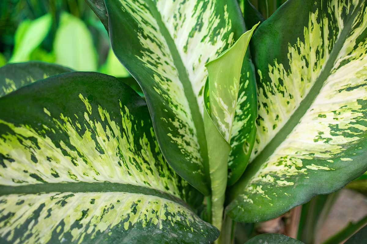 A close up horizontal image of the variegated foliage of a dumb cane plant.