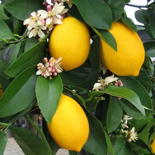 A close up of the foliage, flowers, and fruits of a dwarf Meyer lemon.