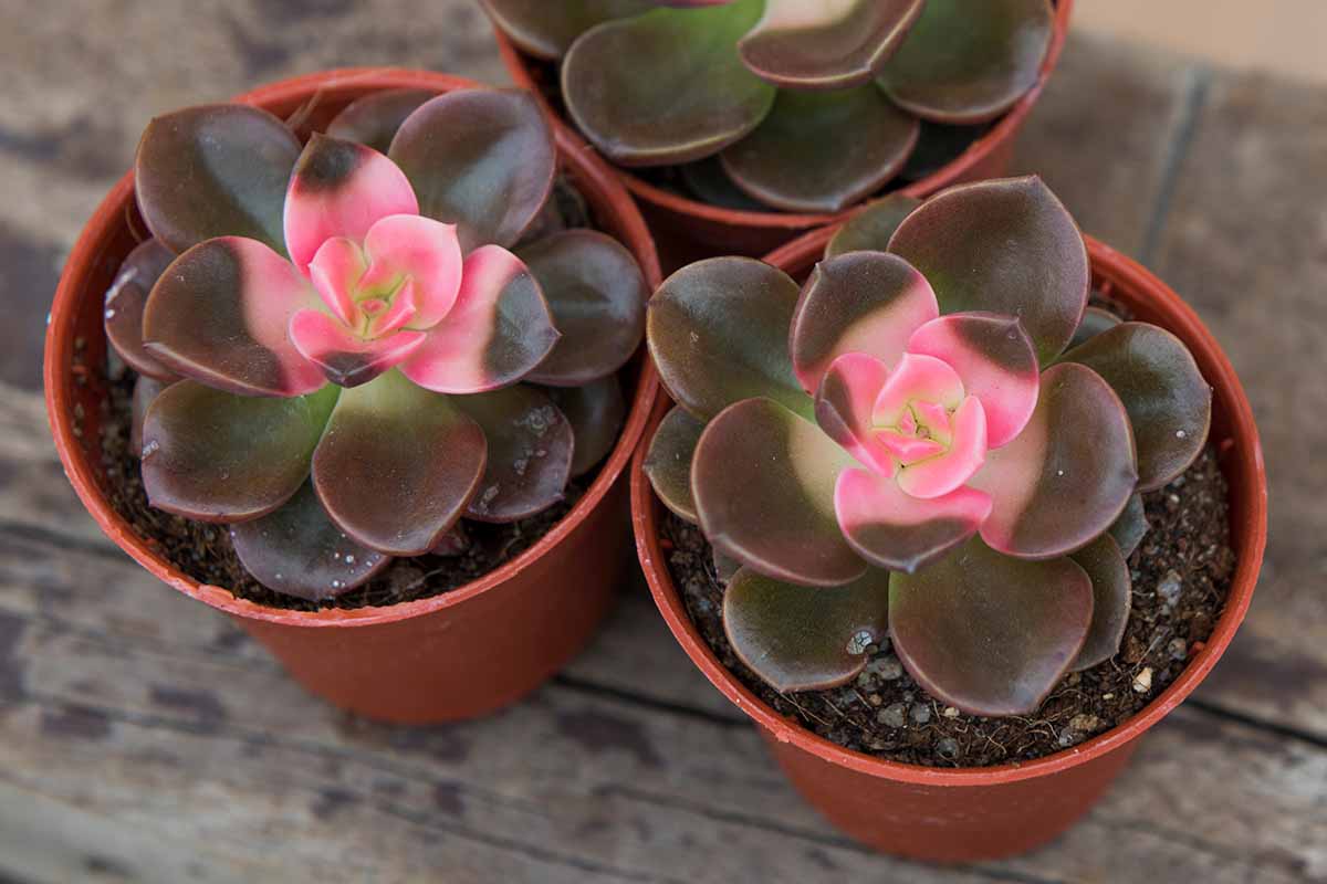 A horizontal image of three Chroma plants with dark brown foliage and pink centers growing in small pots set on a wooden surface.