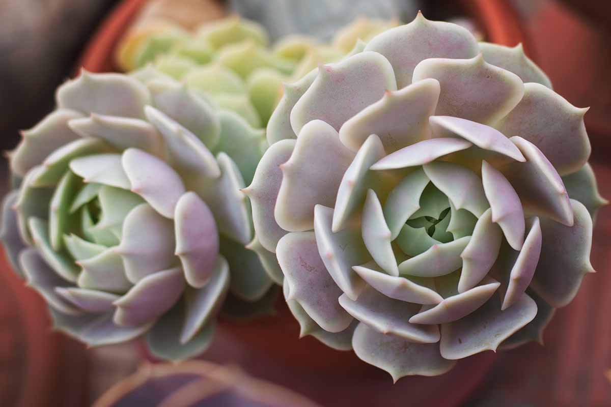 A close up horizontal image of two Lola succulents growing in a pot indoors, pictured on a soft focus background.