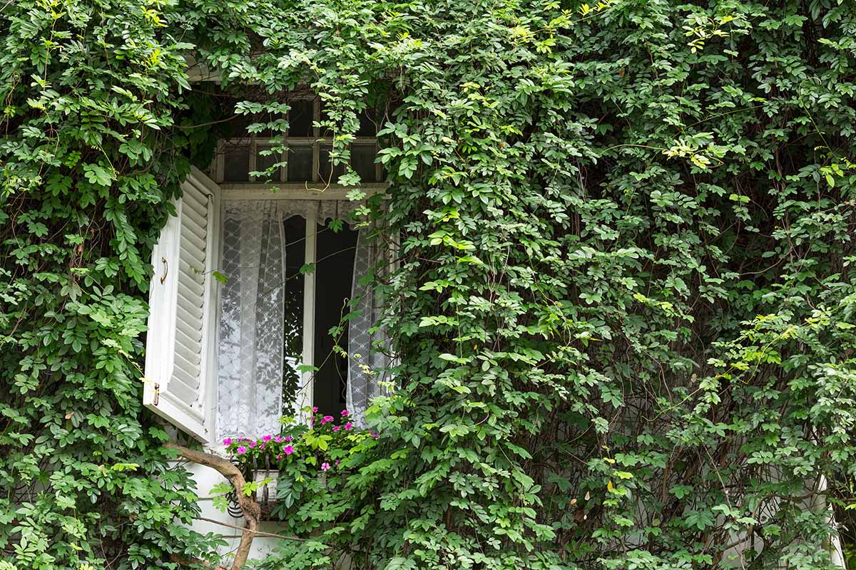 A horizontal image of a country house covered in English ivy with an open window.