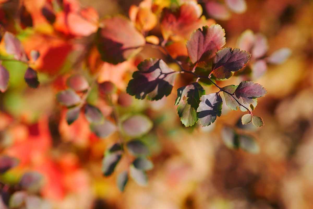 A close-up photo of a birchleaf spirea bush in full autumn color with red, orange, yellow and greeen leaves.