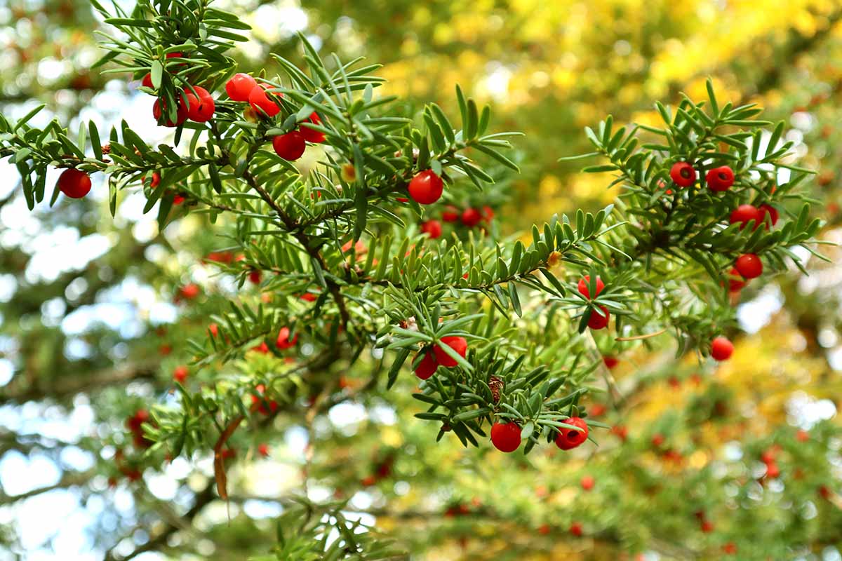 A horizontal shot of a Japanese yew (Taxus cuspidata) branch with green needles and red berries on a bright autumn day outdoors.