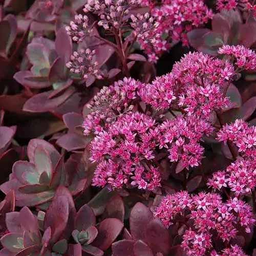 A square image of Firecracker sedum with dark burgundy foliage and pink flowers growing in the garden.