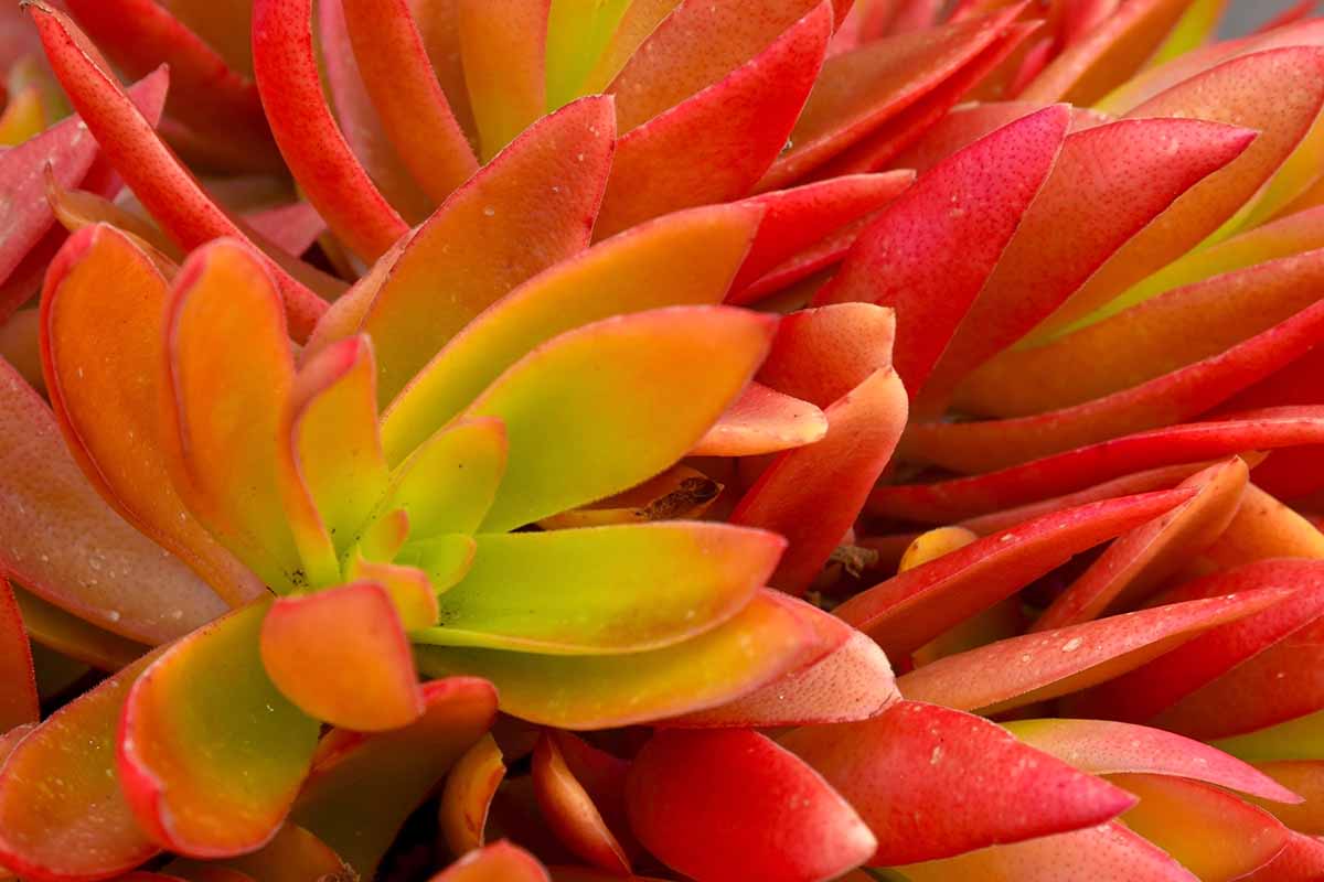 A close up horizontal image of the bright red foliage of Firestorm sedum growing in the garden.
