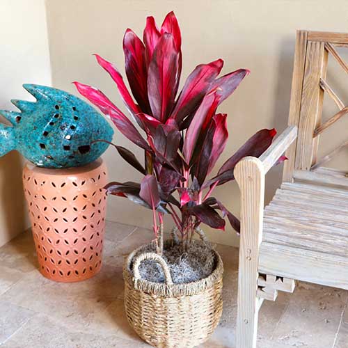 A square image of an indoor Cordyline fruticosa 'Florica' growing in a wicker basket next to a wooden bench and a blue fish sculpture.