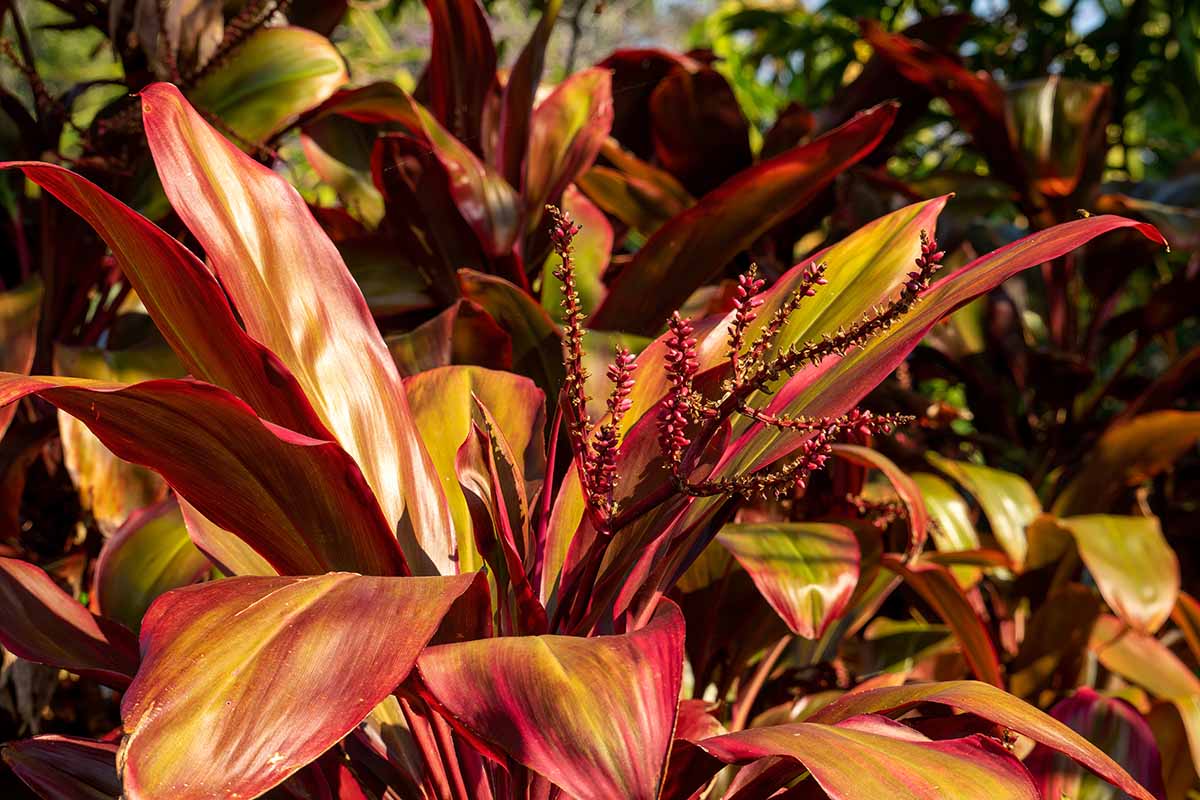 A horizontal image of the leaves, stems, and inflorescences of a red cabbage palm aka Hawaiian ti plant.