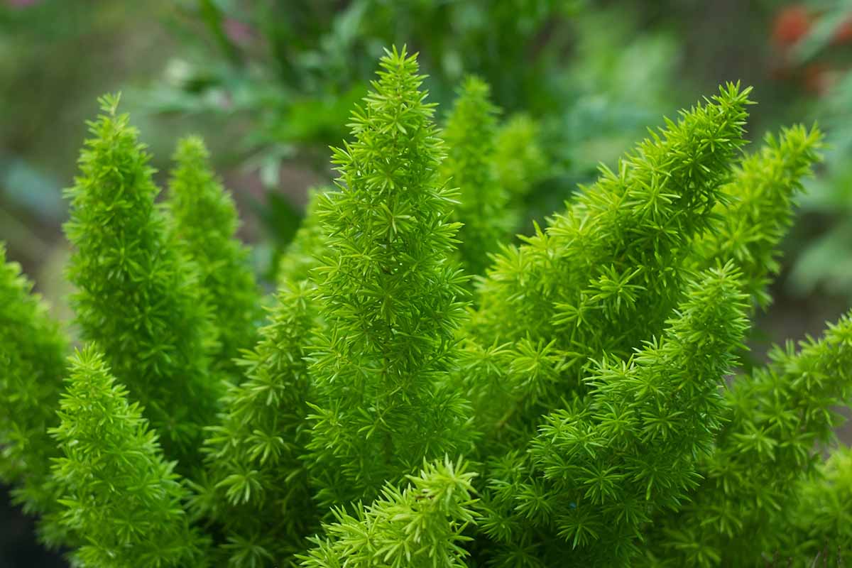 A close up horizontal image of the foliage of an asparagus fern plant pictured on a soft focus background.
