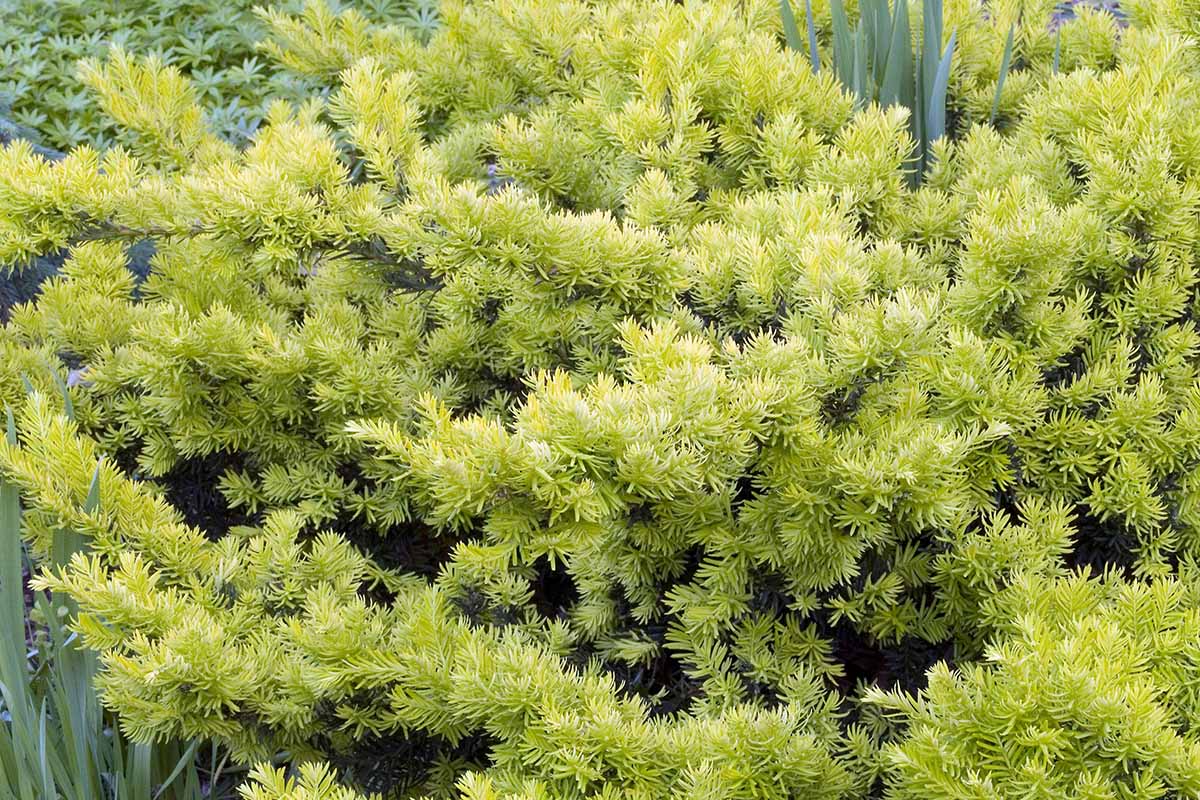 A horizontal image of the golden foliage of Taxus cuspidata 'Nana Aurescens' growing in the garden among other plants.