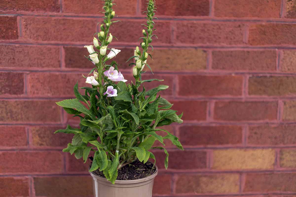 A vertical photo of a foxglove plant with light pink blooms, growing in a pot against a brick wall.