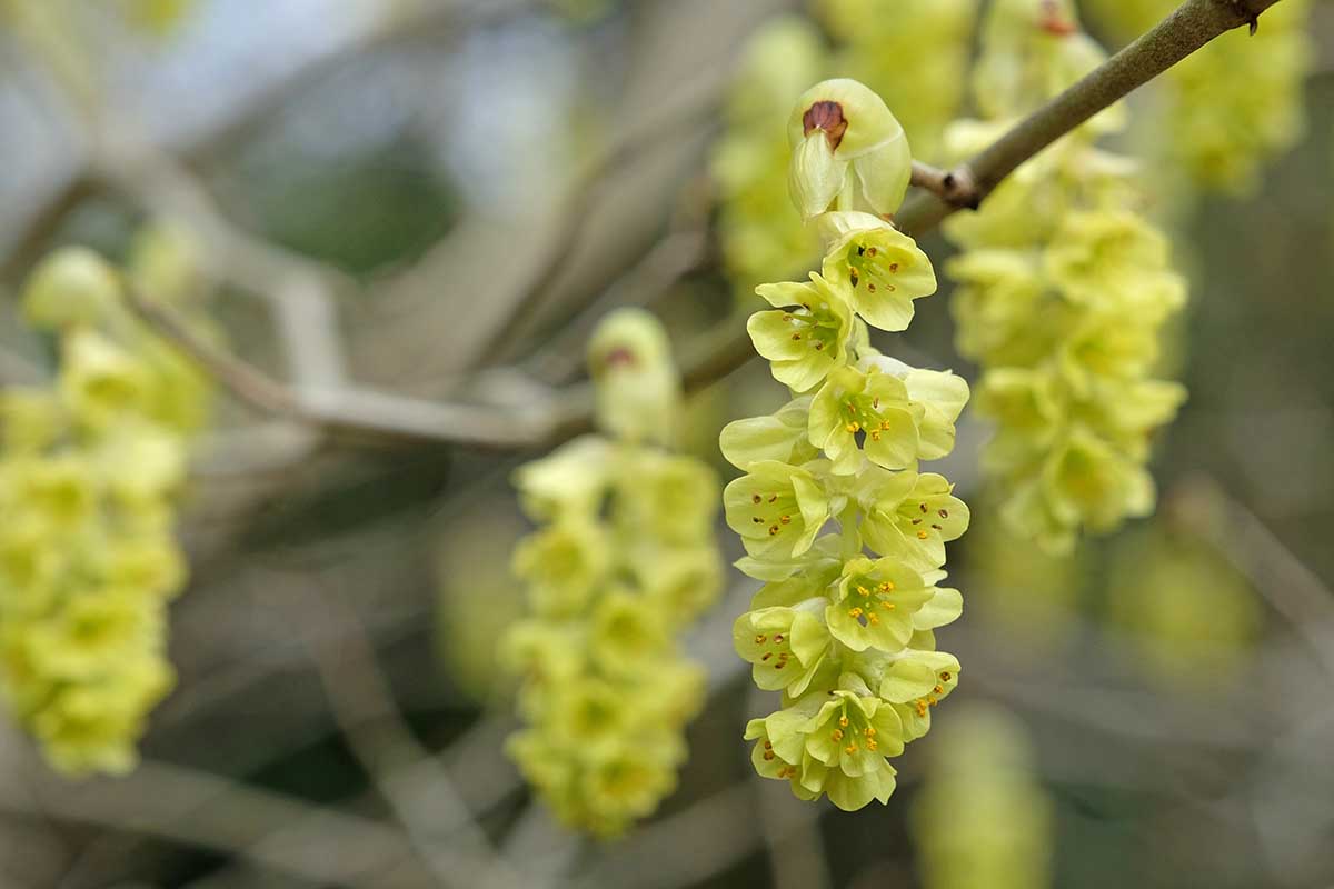 A horizontal shot of Corylopsis glabrescens (fragrant winterhazel) flaunting pale yellow flowers outdoors.