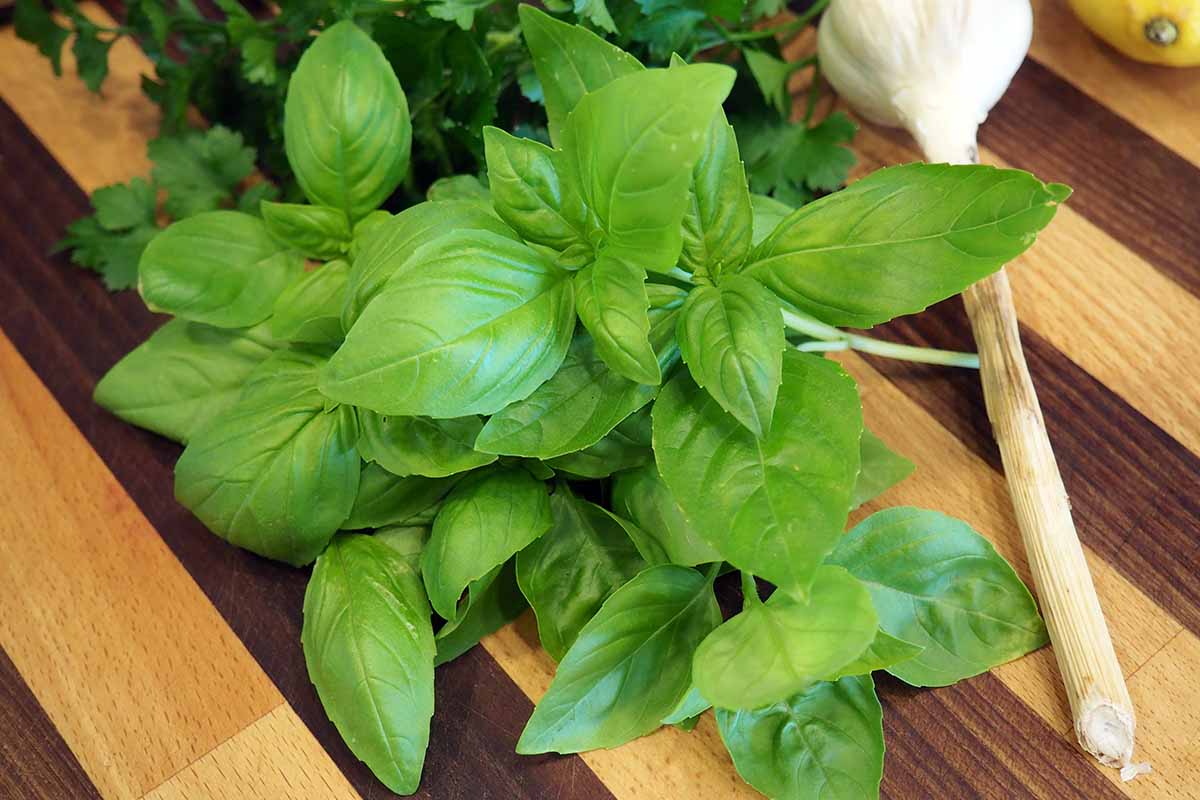A close up of freshly harvested basil and parsley leaves set on a wooden chopping board with a clove of garlic.