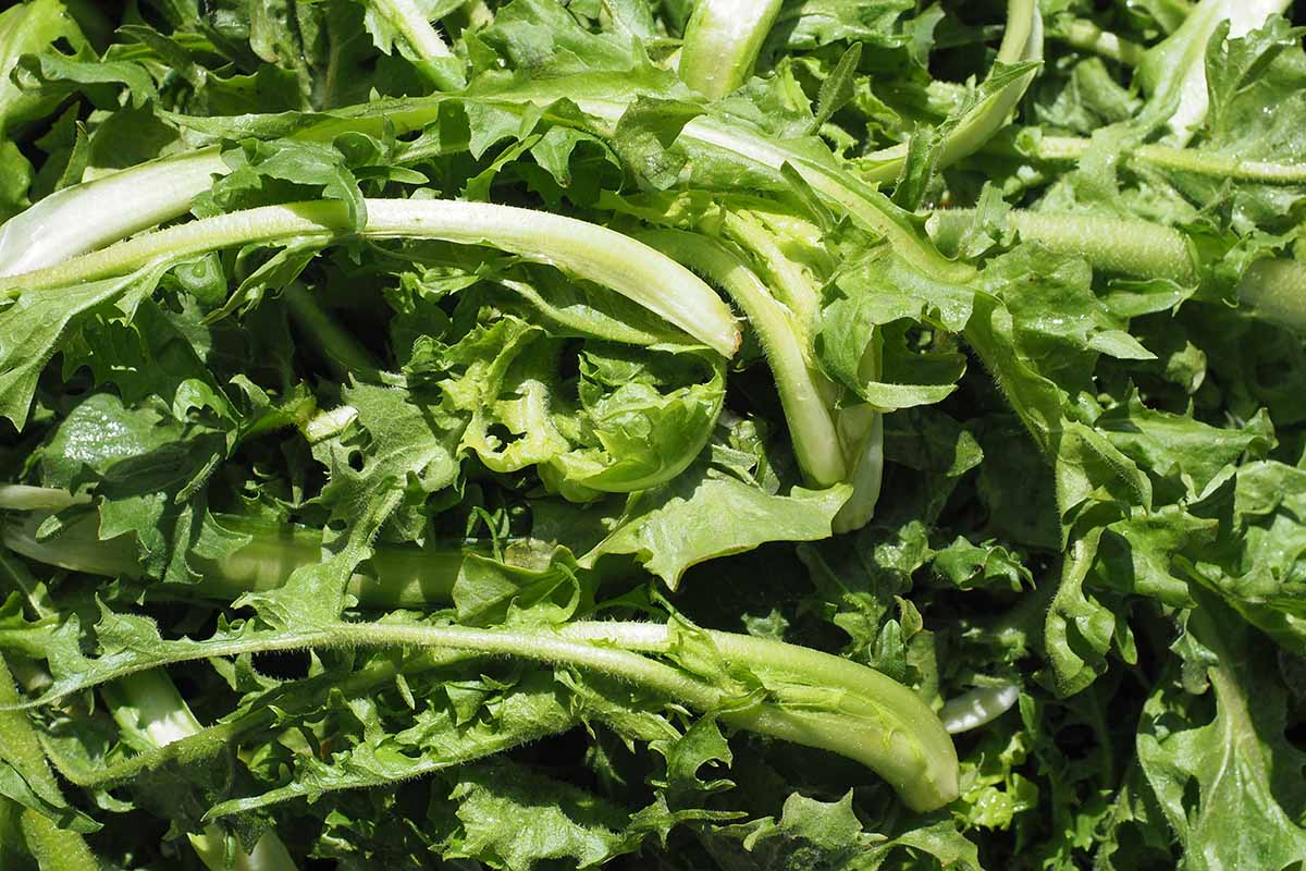 A close up shot of freshly harvested chicory leaves.