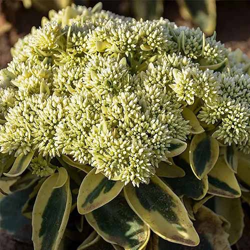 A square image of 'Frosted Fire' with variegated leaves and a creamy-yellow flowers pictured in light sunshine.
