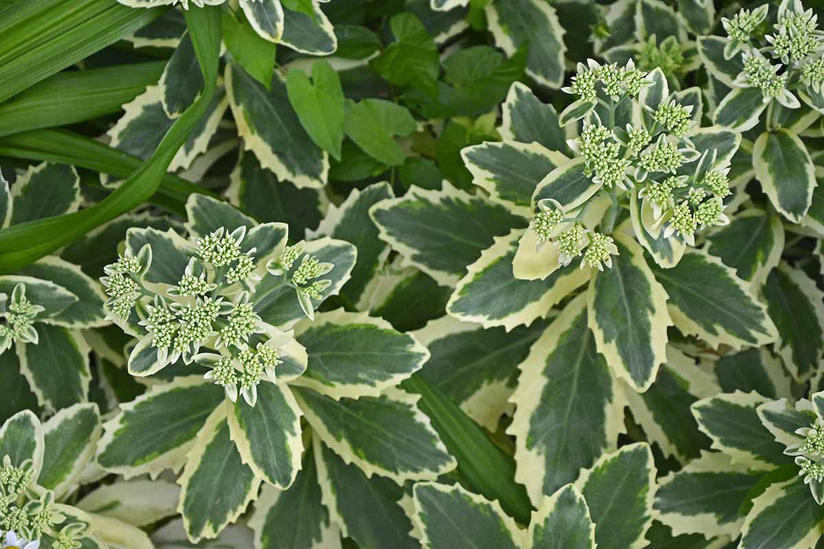 A close up horizontal image of 'Frosty Morn' sedum with fleshy variegated leaves growing in the garden.