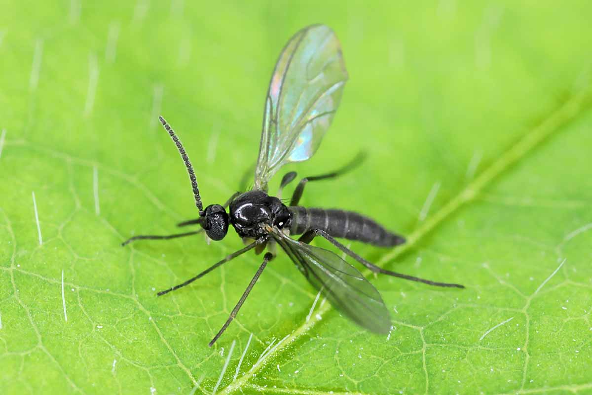 A closeup horizontal image of a dark-winged fungus gnat resting on the surface of a plant leaf.