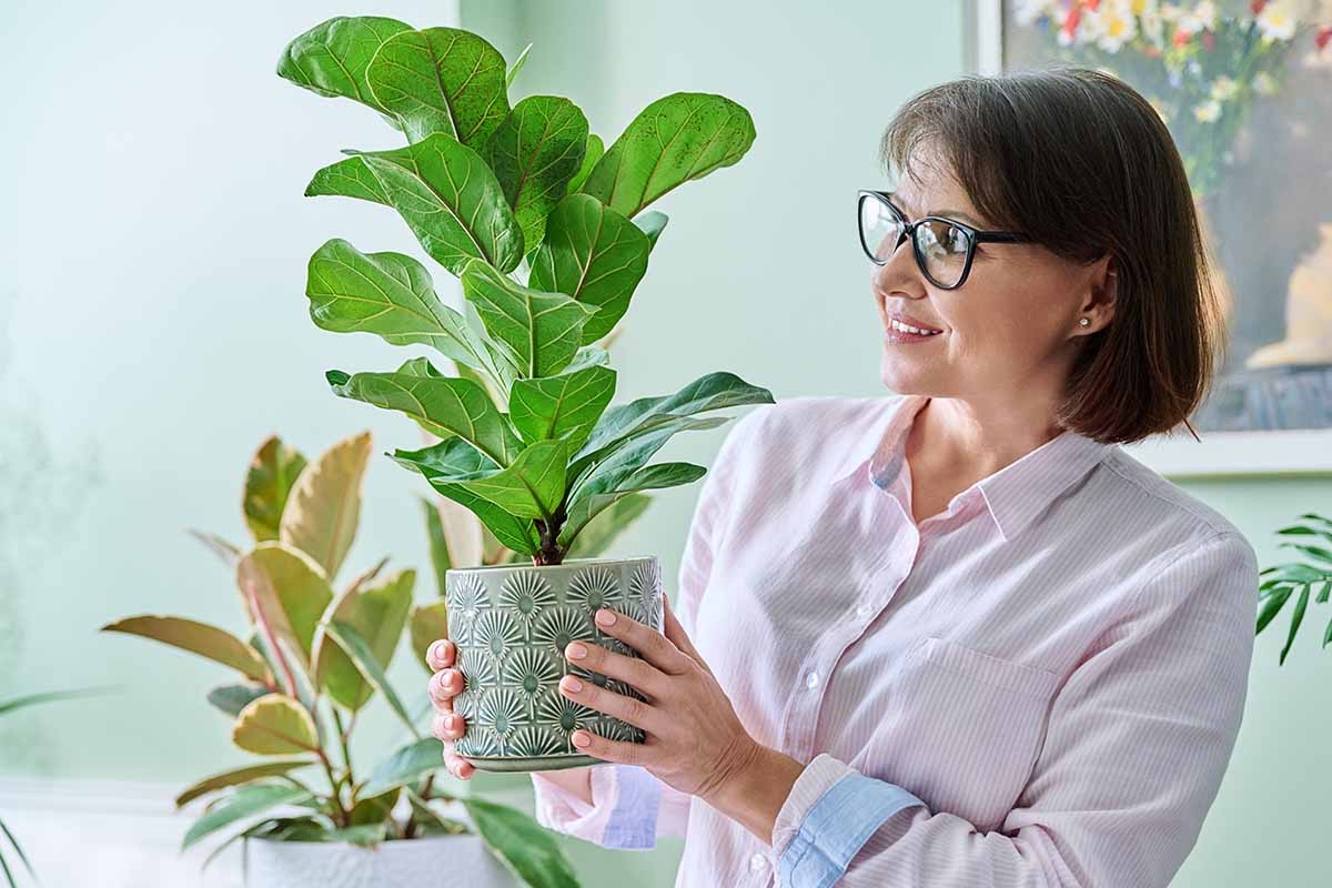 A horizontal image of a gardener holding up a small fiddle-leaf fig in a decorative green pot.