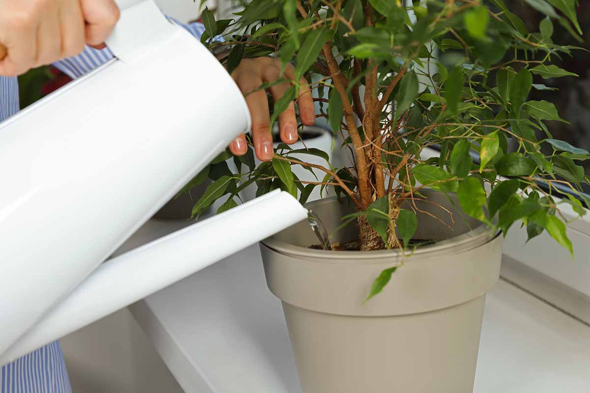 A close up horizontal image of a gardener using a white jug to water a weeping fig growing in a pot on a windowsill.