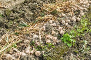 7 Reasons Why Garlic Leaves Fall Over | Gardener’s Path