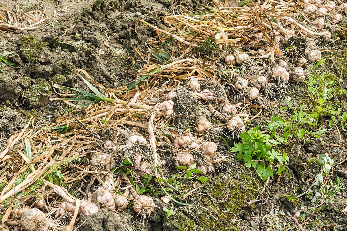A horizontal photo of many bundles of just harvested garlic bulbs with stems and roots attached lying in a row in a field.