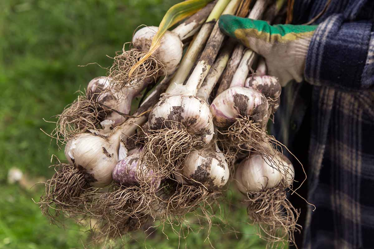 A horizontal photo showing a close-up of a bunch of freshly harvested garlic held by two hands in green garden gloves.