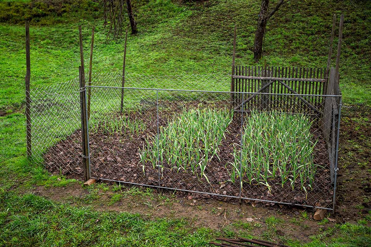 Horizontal shot showing a fenced-in vegetable garden in the middle of a grassy area. In the garden are two patches with early garlic plants.