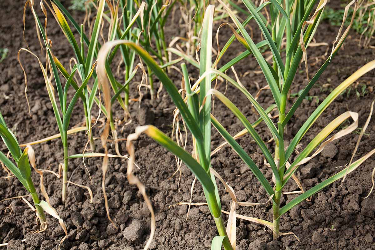 Horizontal shot of several garlic plants growing in garden soil with ends of leaves dying back.