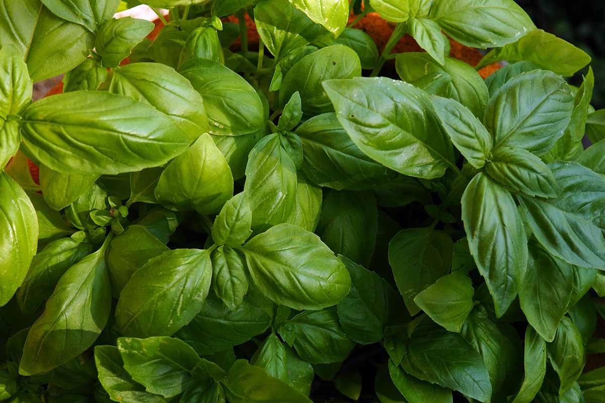A close up horizontal image of Genovese basil growing in a pot outdoors.