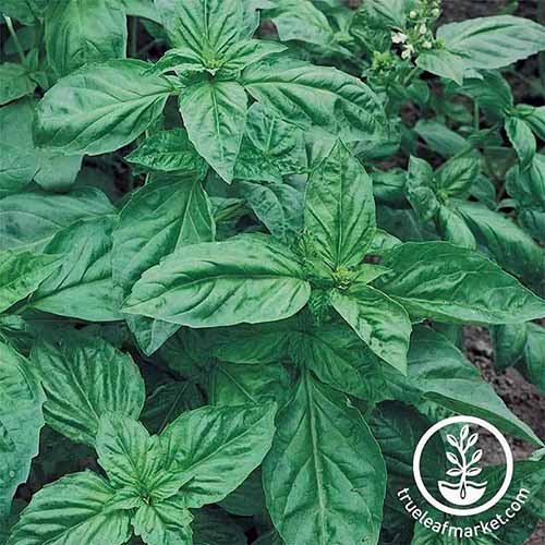 A close up square image of the foliage of Genovese basil growing in the garden. To the bottom right of the frame is a white circular logo with text.