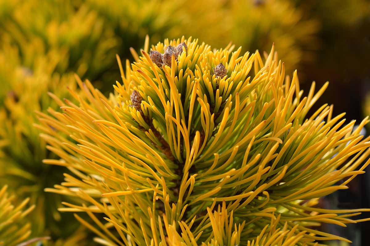A horizontal close up of a dwarf Winter Gold mugo pine with golden needled foilage.