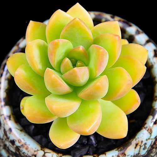 A square image of 'Golden Glow' sedum growing in small pot.