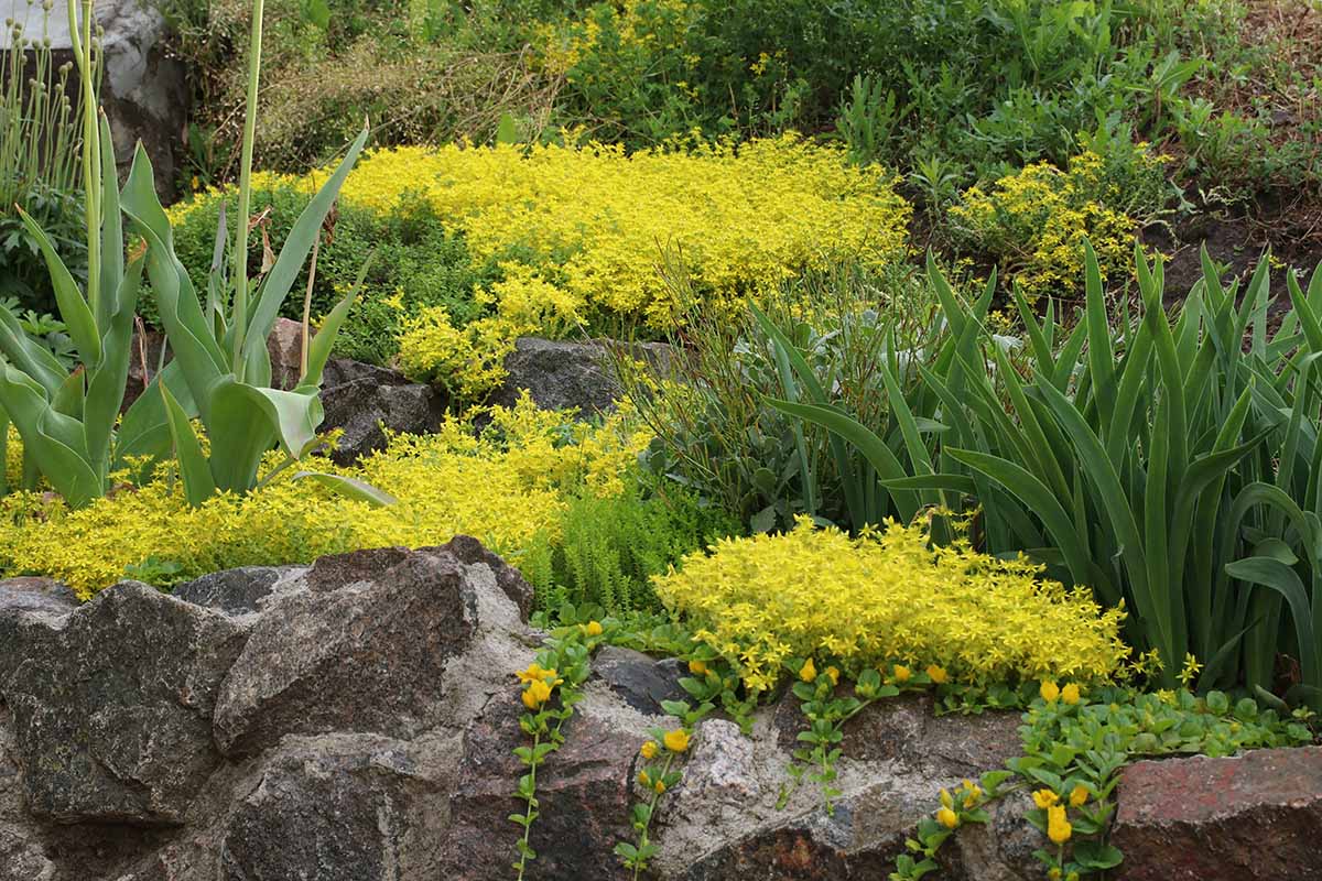 A horizontal image of goldmoss stonecrop (Sedum acre) growing in a rocky garden.