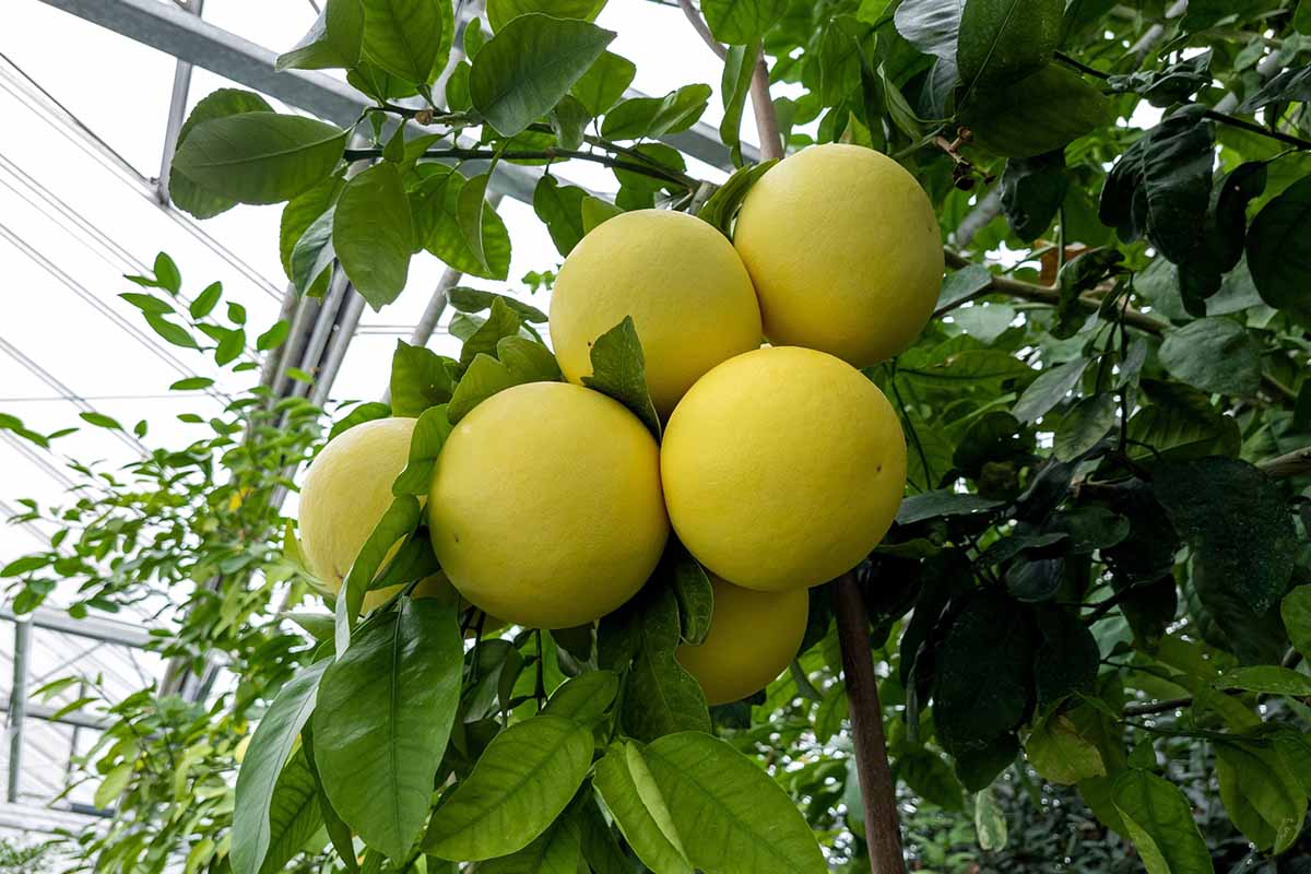 A close up horizontal image of ripe grapefruits growing in a cluster on the branch.