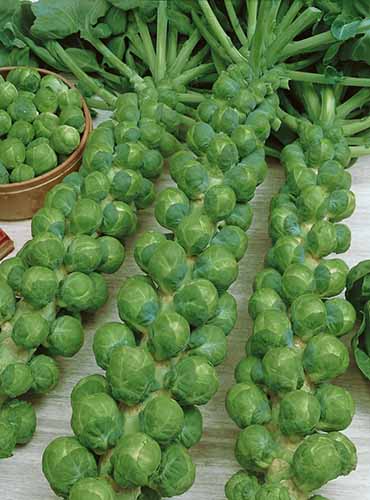 A close up of three large stalks of freshly harvested 'Green Gems' brussels sprouts, with the foliage removed set on a wooden surface.