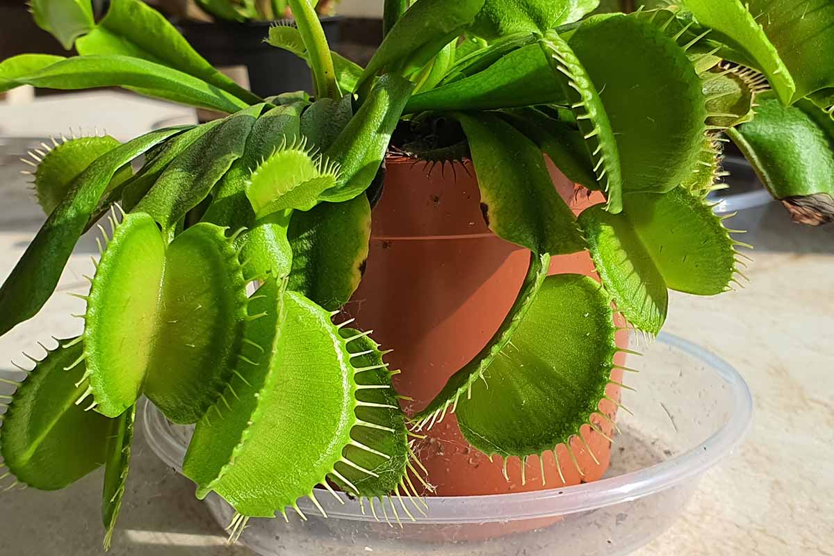 A horizontal close up of the bright green leaves of a Venus flytrap in a terra cotta pot sitting in a plastic water coaster.