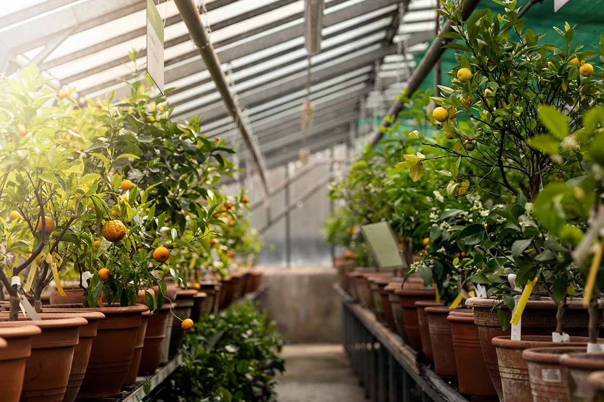 A horizontal image of the inside of a greenhouse with a variety of different fruit trees growing in pots.
