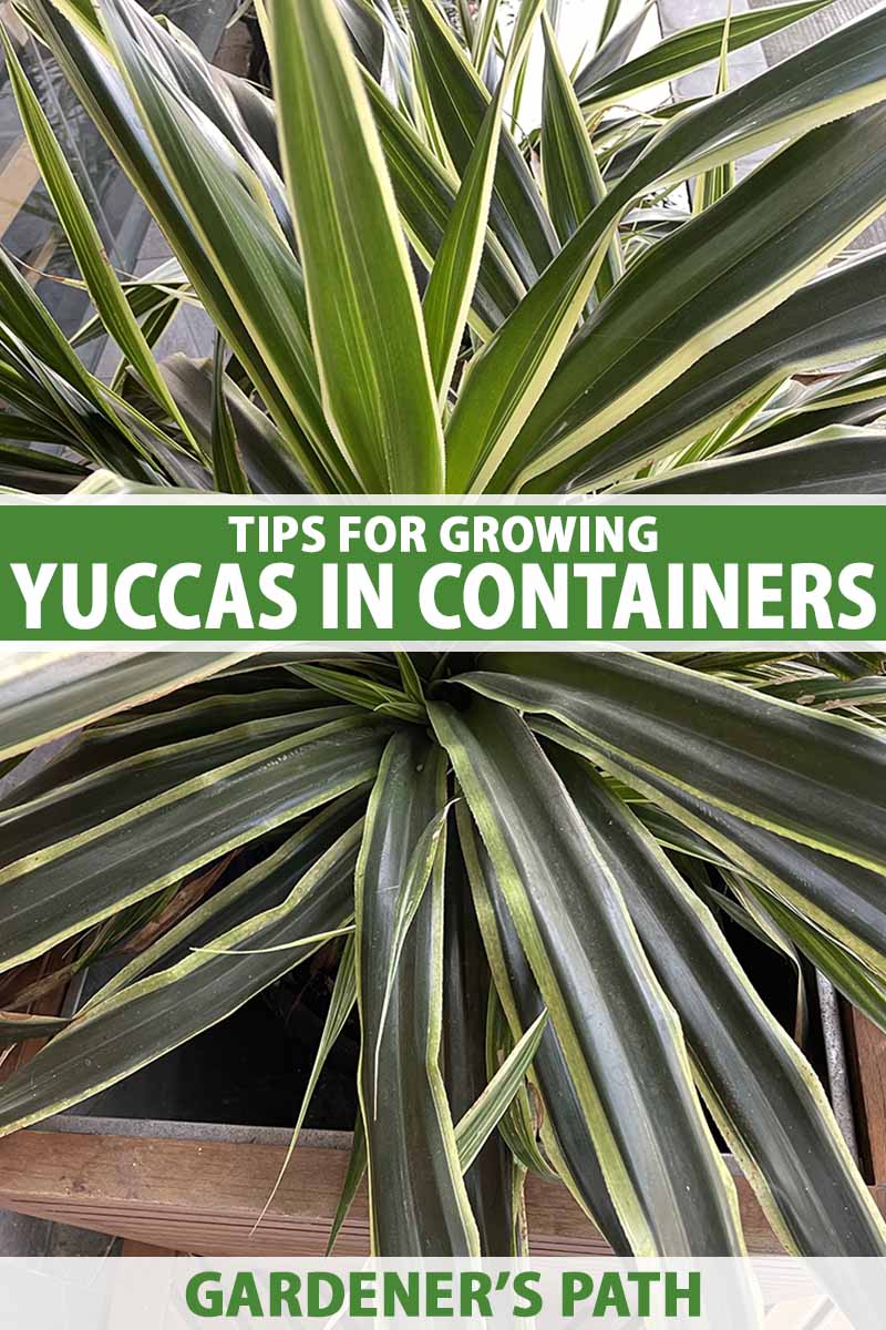 A vertical image of a green- and yellow-leaved yucca plant growing in a square wooden container outdoors.