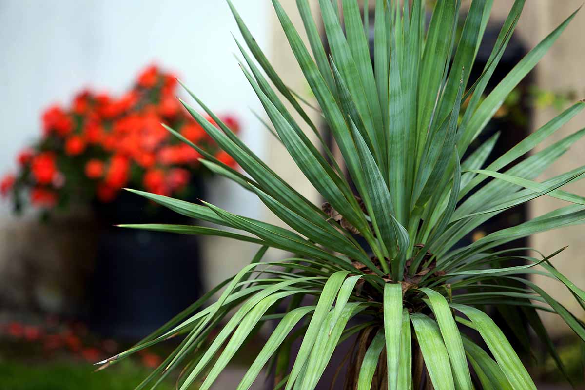 A horizontal image of a yucca with blue-green leaves growing outside in front of a blurry background containing other plants.