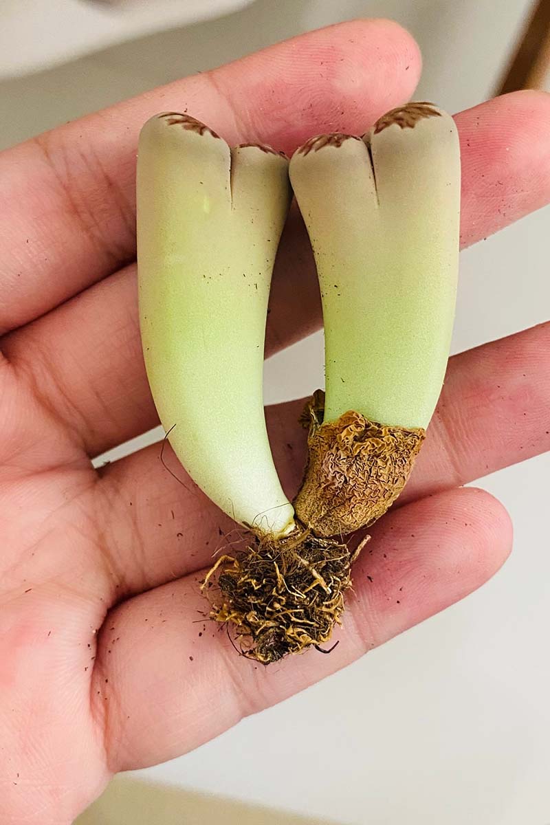 A close up vertical image of an open palm holding two living stone plants that have been divided ready for transplant.