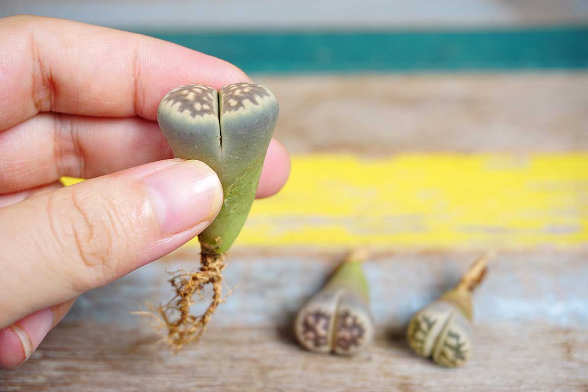 A close up horizontal image of a hand from the left of the frame holding up an unpotted lithops plant to show the structure of this unique succulent.